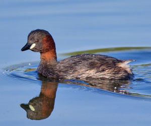 Шунгуур (Хурган шунгуур)